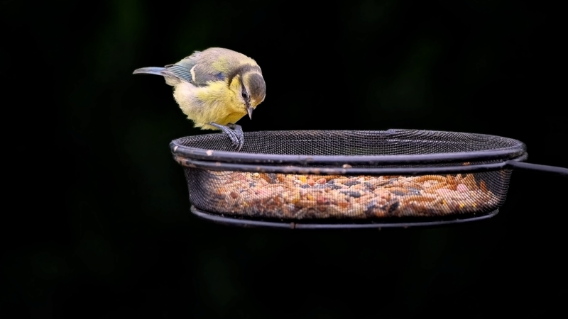 Kodėl patyrę sodininkai į medžius kabina lašinius? Atsakymas padės visiems, kovojantiems su kirmėlėmis