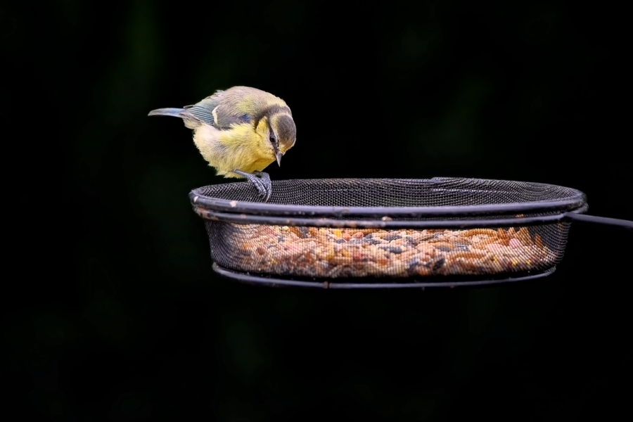 bird, great tit, passerine, avian, ornithology, bird watching, plumage, feathers, bird feeder, perched, wildlife, nature