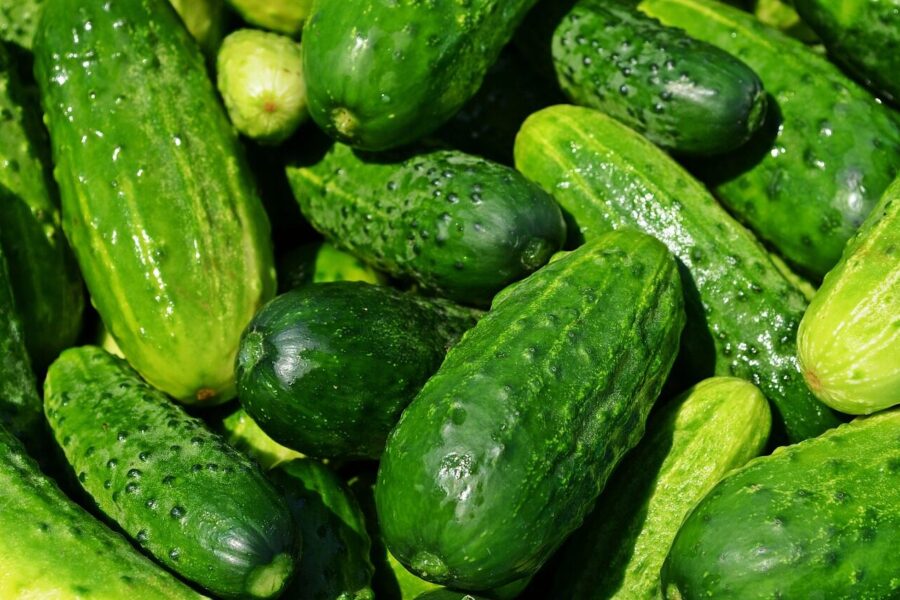 cucumbers, vegetables, green, healthy, fresh, food, green food, green vegetables, produce, harvest, organic, fresh produce, farmer's market, vegetable stand, vegetables, vegetables, vegetables, vegetables, vegetables, green, food, food