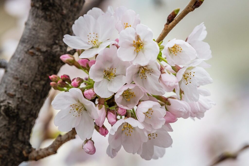 flowers, flower background, spring, peach blossoms, beautiful flowers, flower wallpaper, cherry blossoms, white peach blossoms, nature, freshness, trees