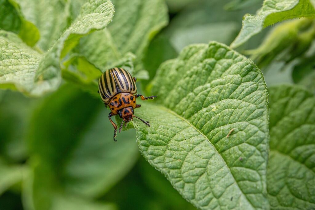 colorado beetle, beetle, bug, animal, nature, leptinotarsa decemlineata, potato beetle, pest