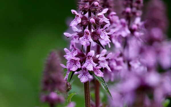 Daugelis painioja su dilgėle: ar purpurinė notra iš tiesų nuodinga ir pavojinga?