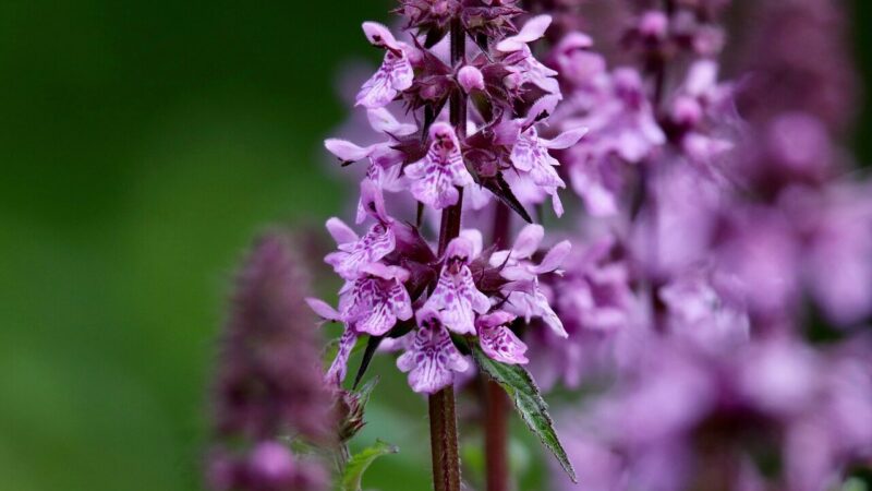 Daugelis painioja su dilgėle: ar purpurinė notra iš tiesų nuodinga ir pavojinga?