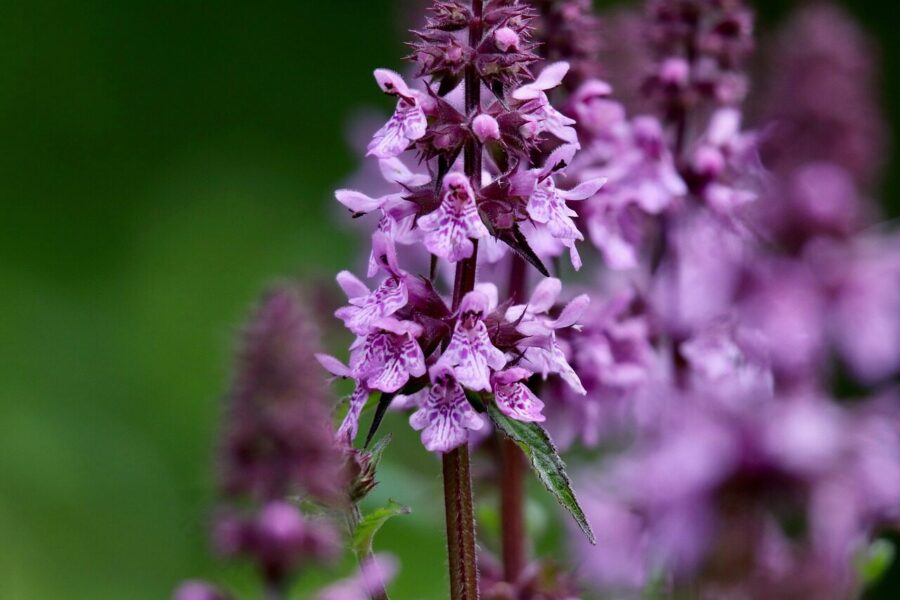 stachys palustris, inflorescence, flower panicles, pink flowers, petals, beautiful flower