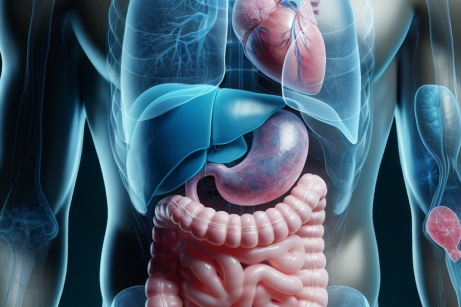 human, body, anatomy, stomach, liver, intestines, biology, medical