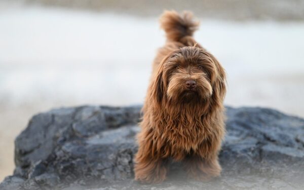 Šuo visą dieną miega, o vakare dūksta? Štai kodėl tai ne tinginystė, o rimta bėda