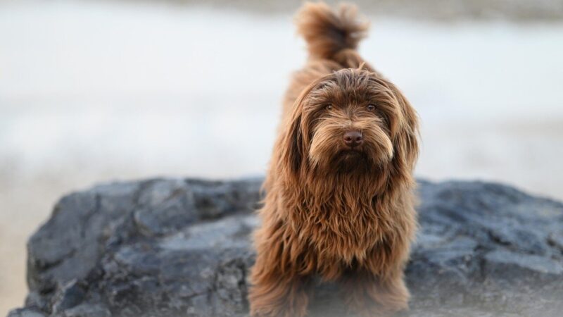 Šuo visą dieną miega, o vakare dūksta? Štai kodėl tai ne tinginystė, o rimta bėda