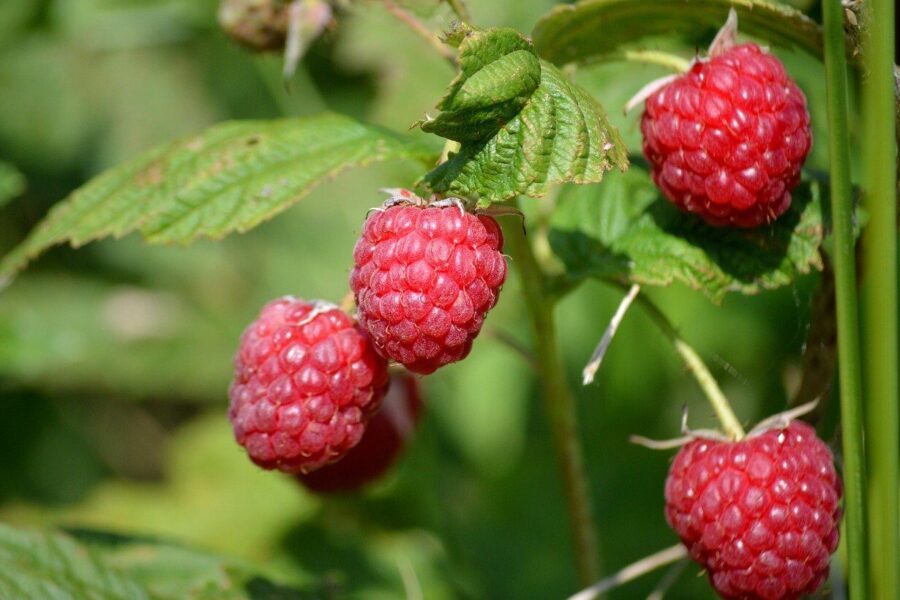 raspberries, garden plant, nature, red, fruit, ripe, yummy, healthy, berry bush, raspberry bush, leaves, red fruits, ripe raspberries, vitamins, to eat healthy food, fresh, cute