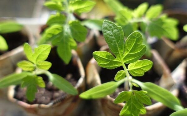 Ryte ar po 18 val.? Trys agronomai atskleidė, kada sodinti pomidorų daigus į lauką