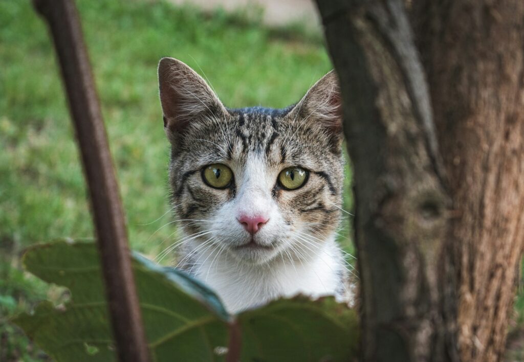A cat sitting in the shade of a tree