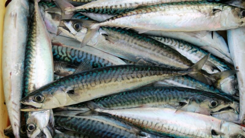 Geriau už populiarųjį tuną: mokslininkai įvardijo pigią žuvį, kuri saugo širdį ir smegenis