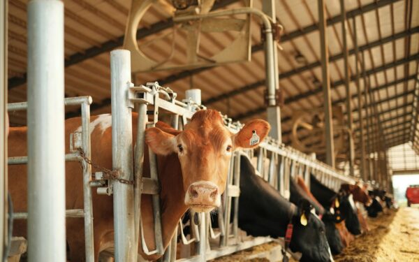 Mėsos kaina šaus į viršų? ES ekspertai siūlo apmokestinti ūkių taršą ir keisti mūsų lėkščių turinį