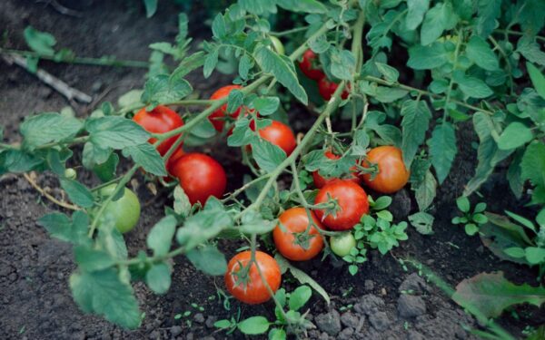 Nebekankinkite savęs su daigais ant palangių: kokius pomidorus galima sėti tiesiai į dirvą?