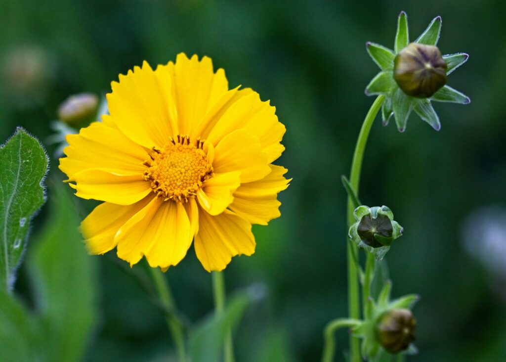 a yellow flower with green leaves