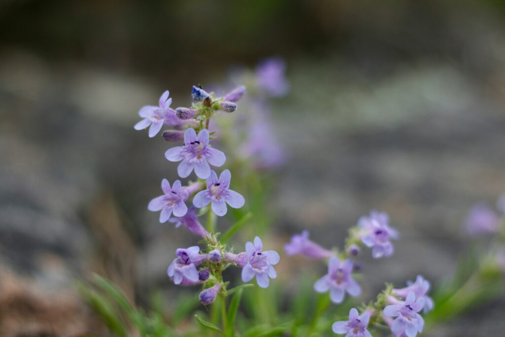 a close up of a flower