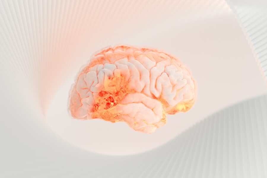 a close up of a human brain on a white surface