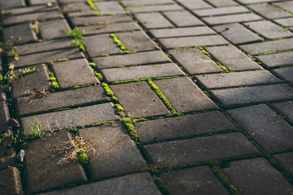 Gray brick pathway with green moss growing between bricks.