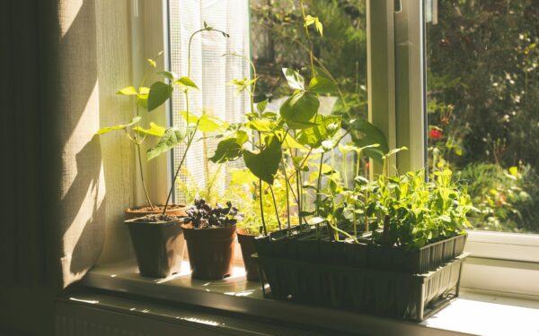 Kam pirkti žalumynus parduotuvėje? Viena taisyklė, kad krapai vazone būtų vešlūs