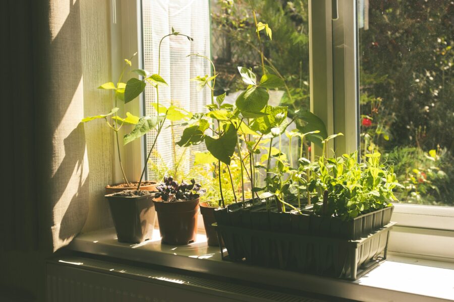 Young plants growing in pots on a sunny windowsill.