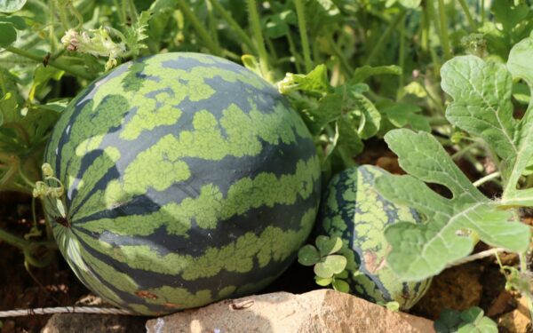 Svajojate apie saldžius arbūzus? Sėja šiomis dienomis garantuoja gausų derlių