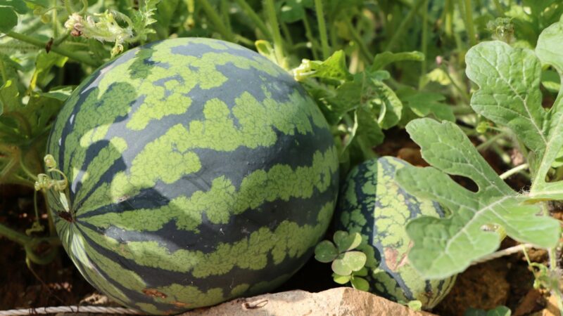 Svajojate apie saldžius arbūzus? Sėja šiomis dienomis garantuoja gausų derlių