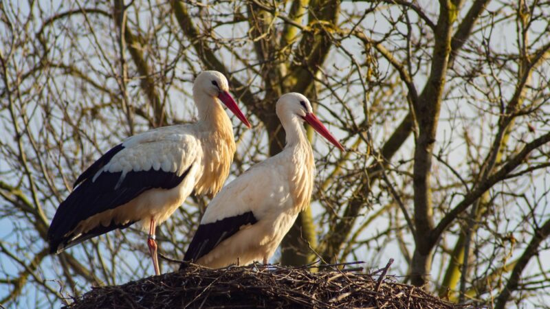 Gandrai varles valgo ne visada: kas iš tiesų sudaro šių paukščių racioną?