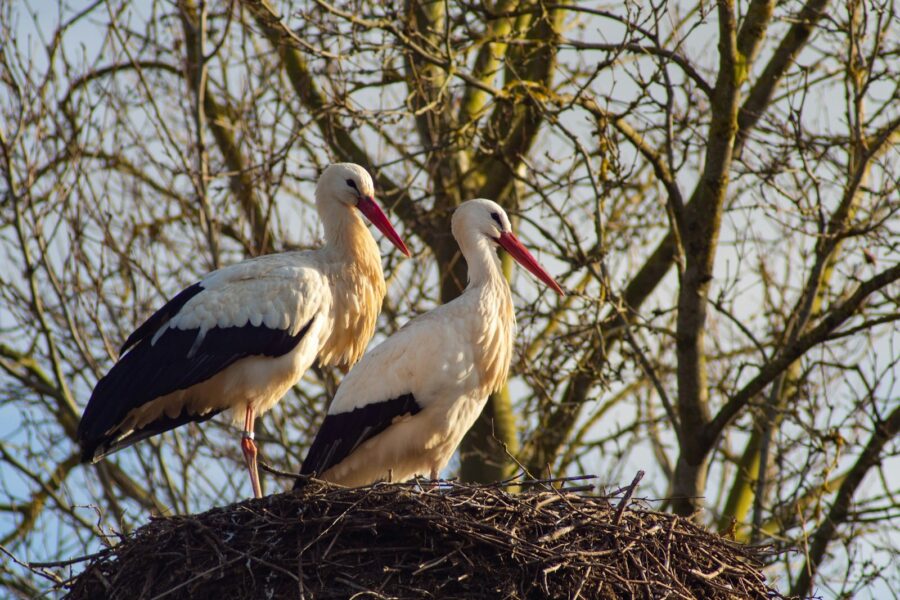 two storks standing on top of a nest in a tree