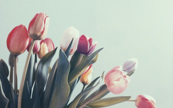 Nulinkusios tulpės vėl stovės tiesiai: floristų paslaptis padės išgelbėti net beviltišką puokštę