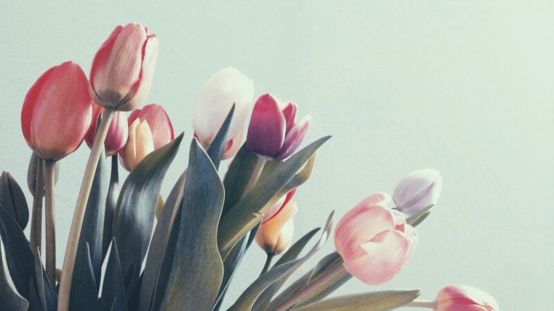 Nulinkusios tulpės vėl stovės tiesiai: floristų paslaptis padės išgelbėti net beviltišką puokštę