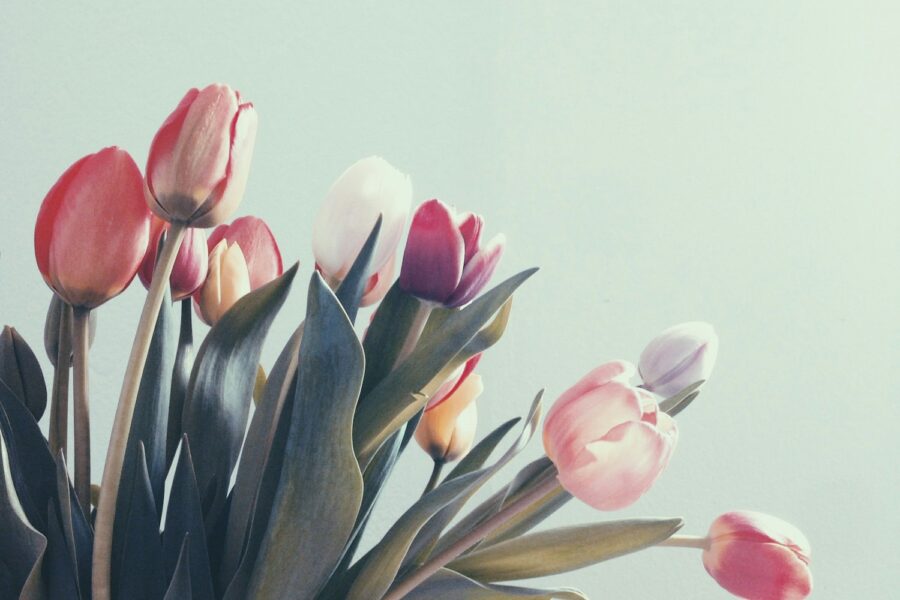 red and pink flowers