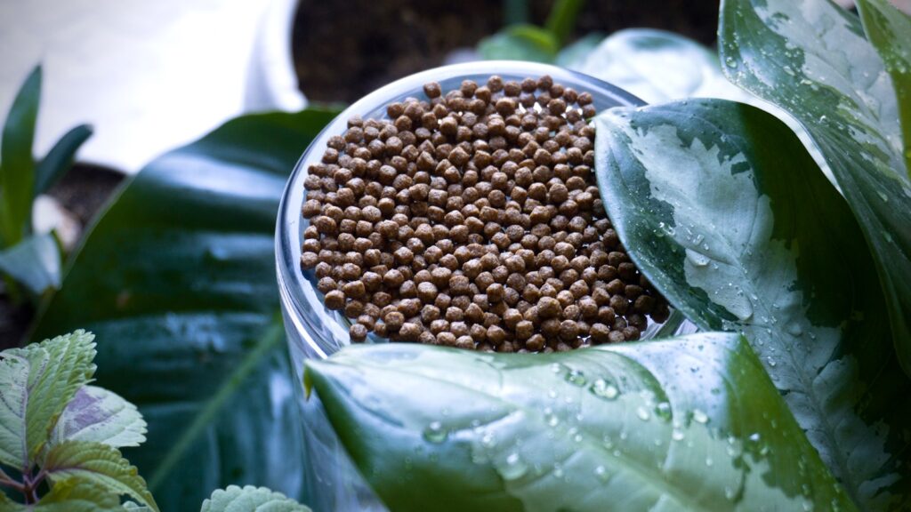 a round green object surrounded by leaves
