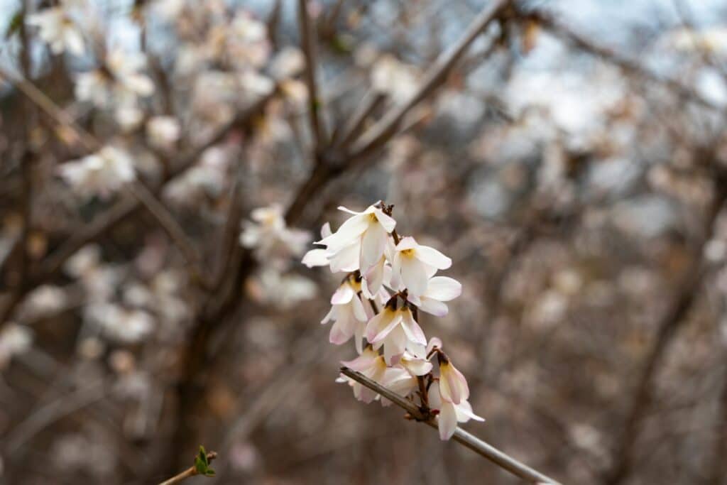 a branch of a tree with white flowers