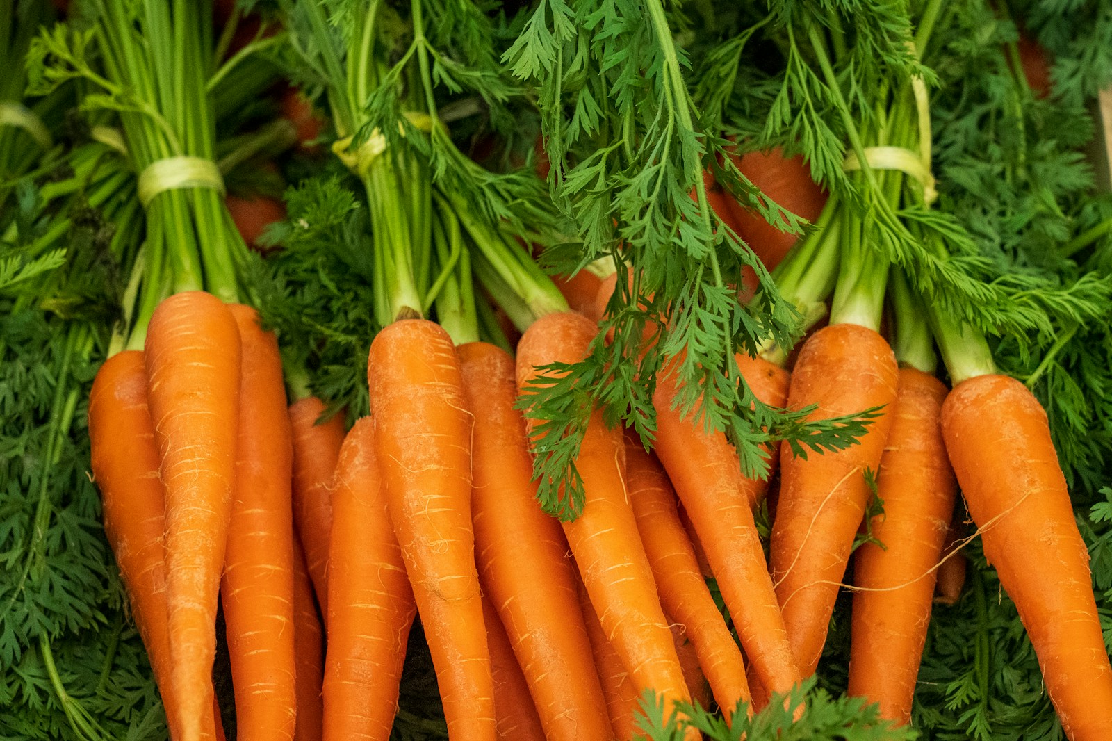 Daržininkų paslaptis morkų lysvėms: tereikia vieno ingrediento, kad jos būtų tiesios ir saldžios