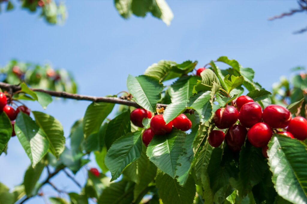 red round fruits on green tree during daytime