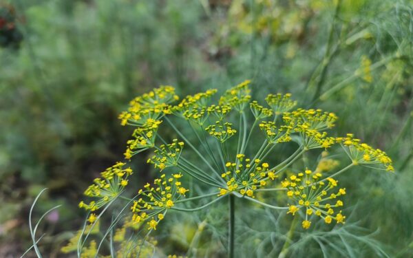 Krapai niekaip nedygsta? Atskleidė vieną klaidą su karštu vandeniu, kuri pražudo jūsų derlių