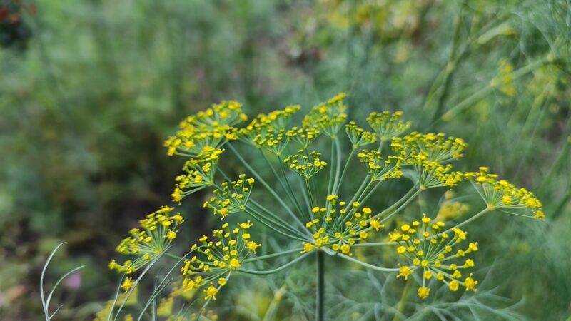 Krapai niekaip nedygsta? Atskleidė vieną klaidą su karštu vandeniu, kuri pražudo jūsų derlių