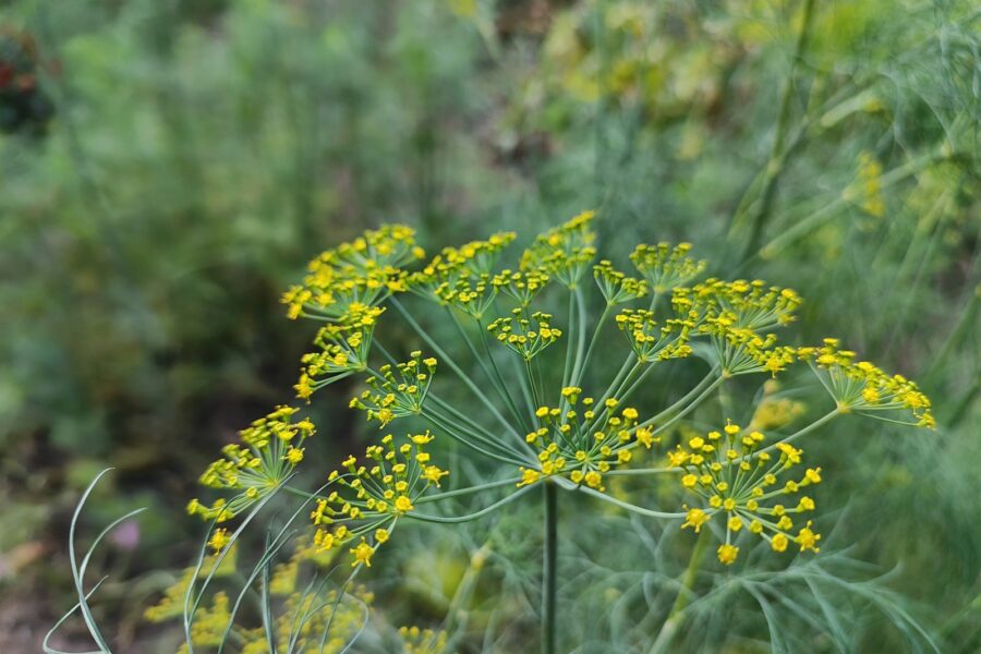 Krapai. Unsplash nuotr.