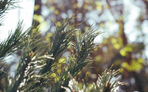 Bulvės bus lyg iš parodos: atskleista, kodėl į bulves verta mesti spygliuočių šakas