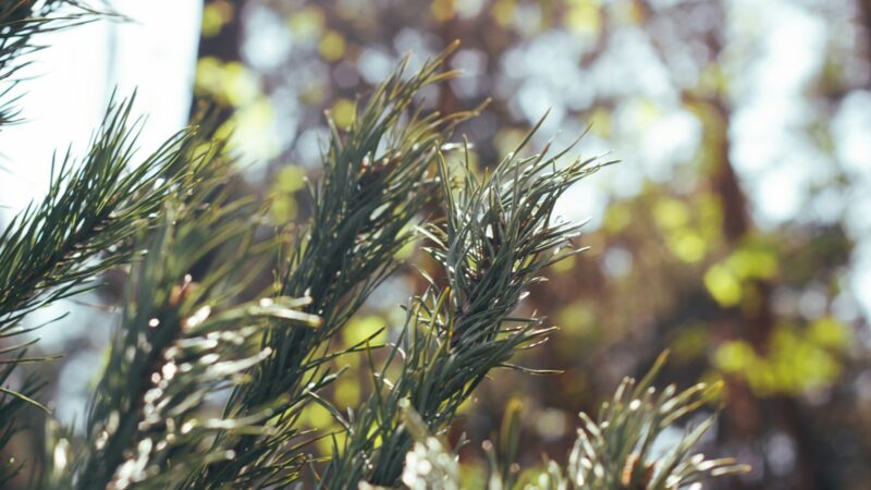 Bulvės bus lyg iš parodos: atskleista, kodėl į bulves verta mesti spygliuočių šakas