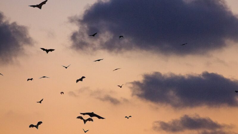 Gatvės Danijoje staiga nušvito raudonai: šis pokytis padės gamtai ir leis sutaupyti milijonus eurų