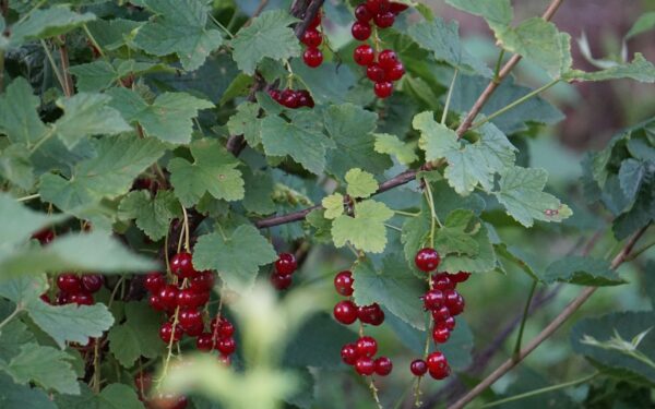 Nereikia brangių trąšų: vienas pavasarinis triukas užtikrins rekordinį serbentų derlių