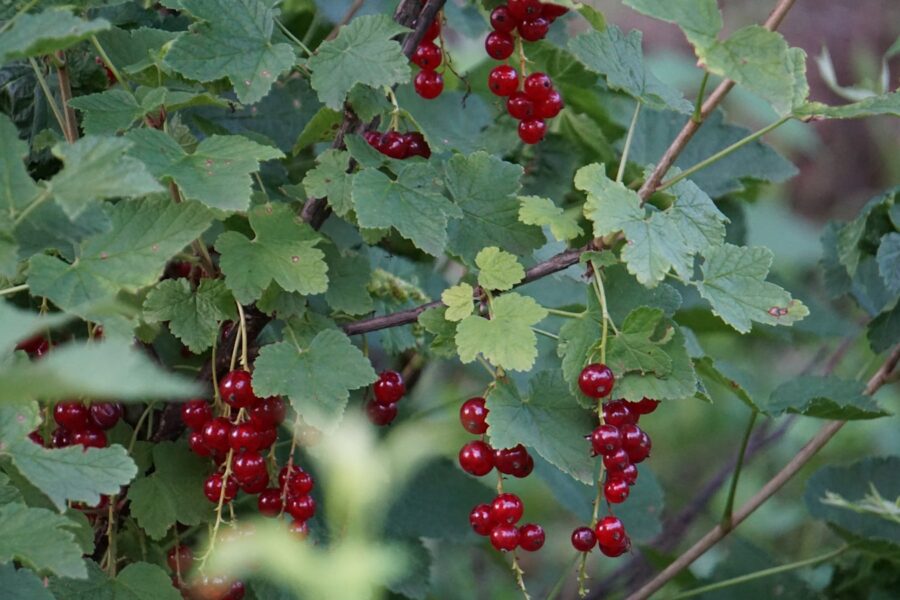 a bunch of red berries hanging from a tree