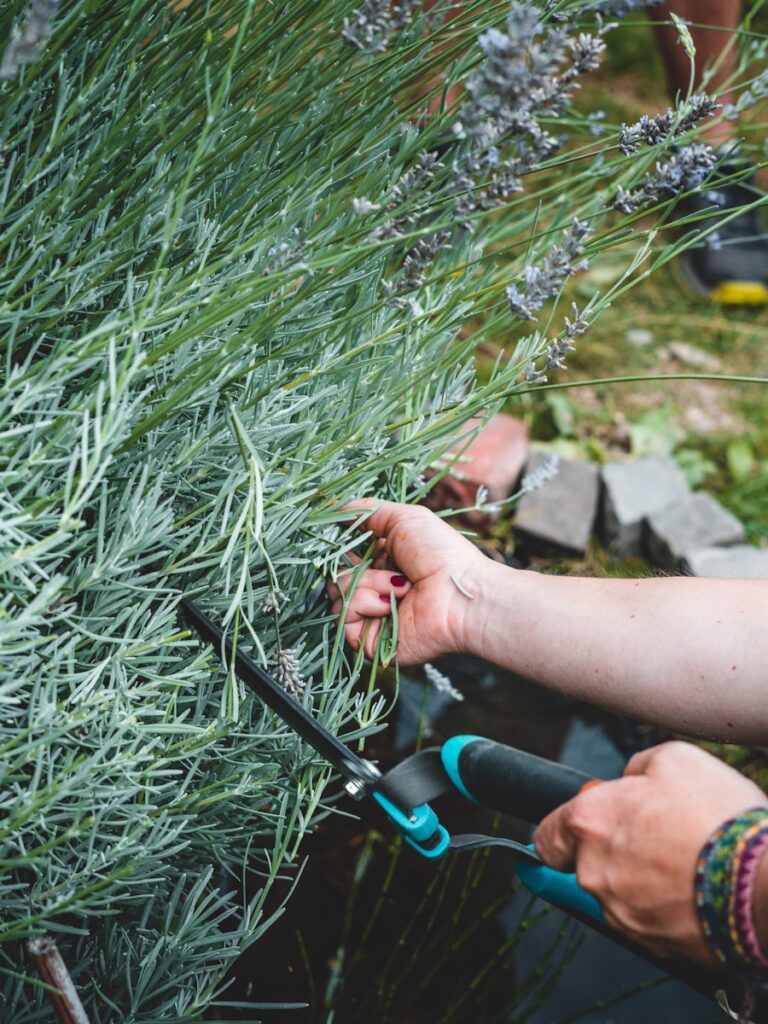 a person cutting grass with a knife