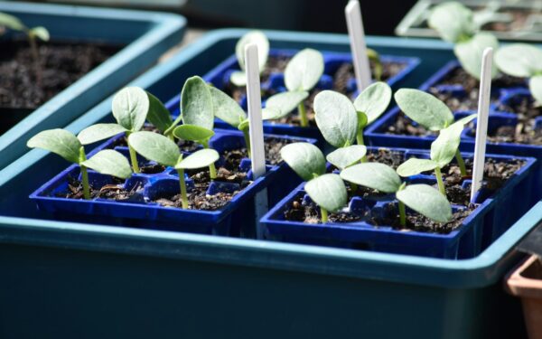 Agurkai sudygs gerokai sparčiau: paprastas 20 minučių triukas namuose darys stebuklus