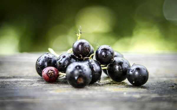 Didelės ir saldžios uogos be jokių išlaidų: atskleidė 5 serbentų priežiūros taisykles sodininkams