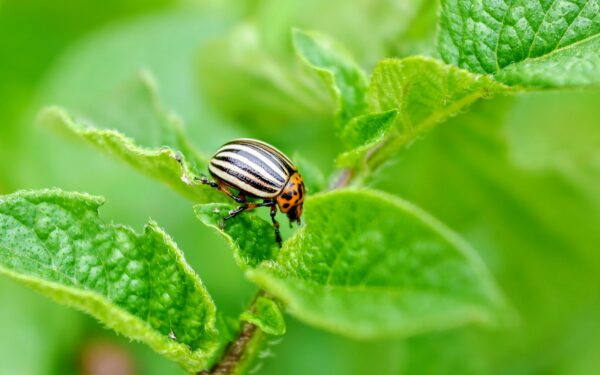 Koloradinio vabalo košmaras: štai ką pasodinę šalia bulvių pamiršite kenkėjus visam sezonui