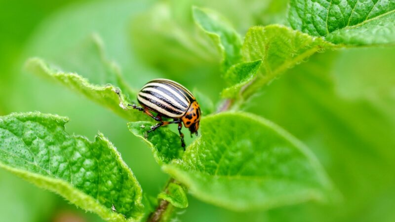 Koloradinio vabalo košmaras: štai ką pasodinę šalia bulvių pamiršite kenkėjus visam sezonui