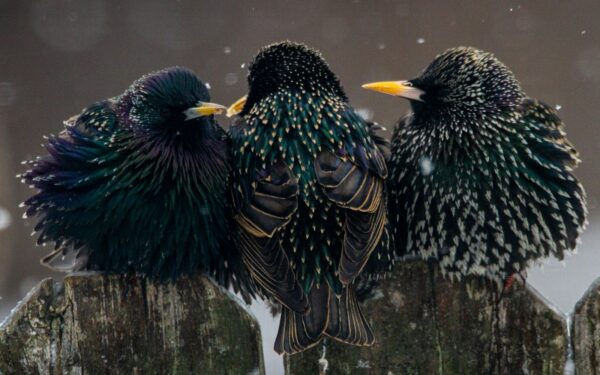 Ne tik vagia uogas: sužinokite, kodėl varnėnai vadinami gudriausiais sodo gyventojais