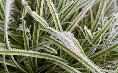 Daugelis nepastebi šio pavojaus: skubėdami sodinti rizikuojate prarasti viską