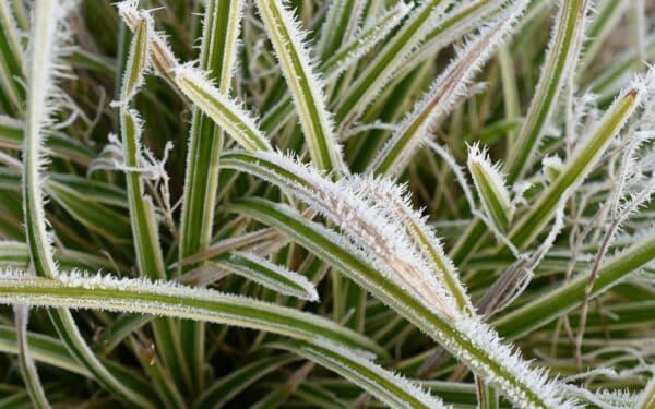 Daugelis nepastebi šio pavojaus: skubėdami sodinti rizikuojate prarasti viską